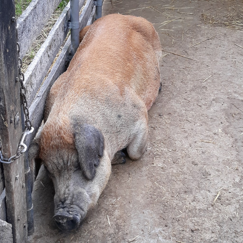 A large light brown pig sleeps against the fence.
