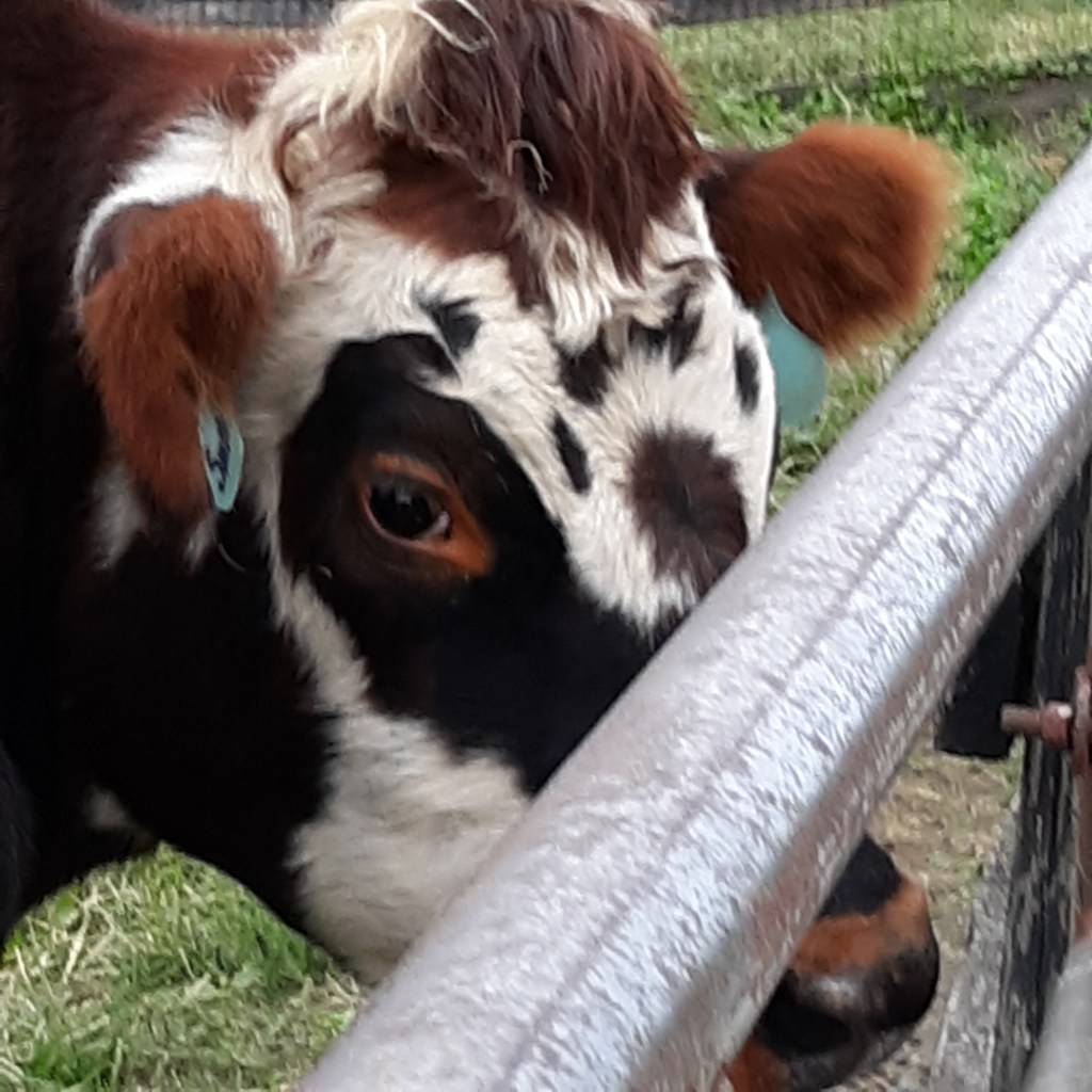 Closeup of a black and white cow with brown ears and gorgeous eyes looking right at you.