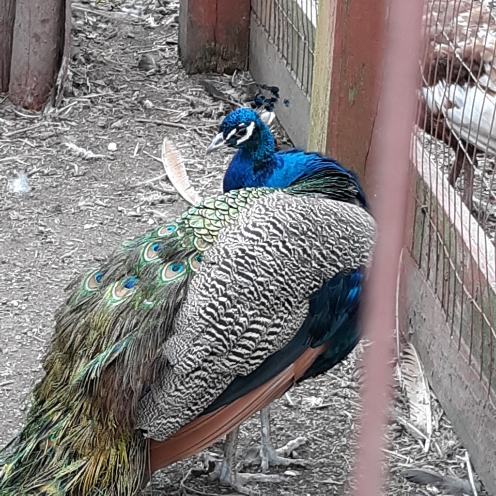 A cobalt blue male peacock lifts his head from picking at his eye feathers.