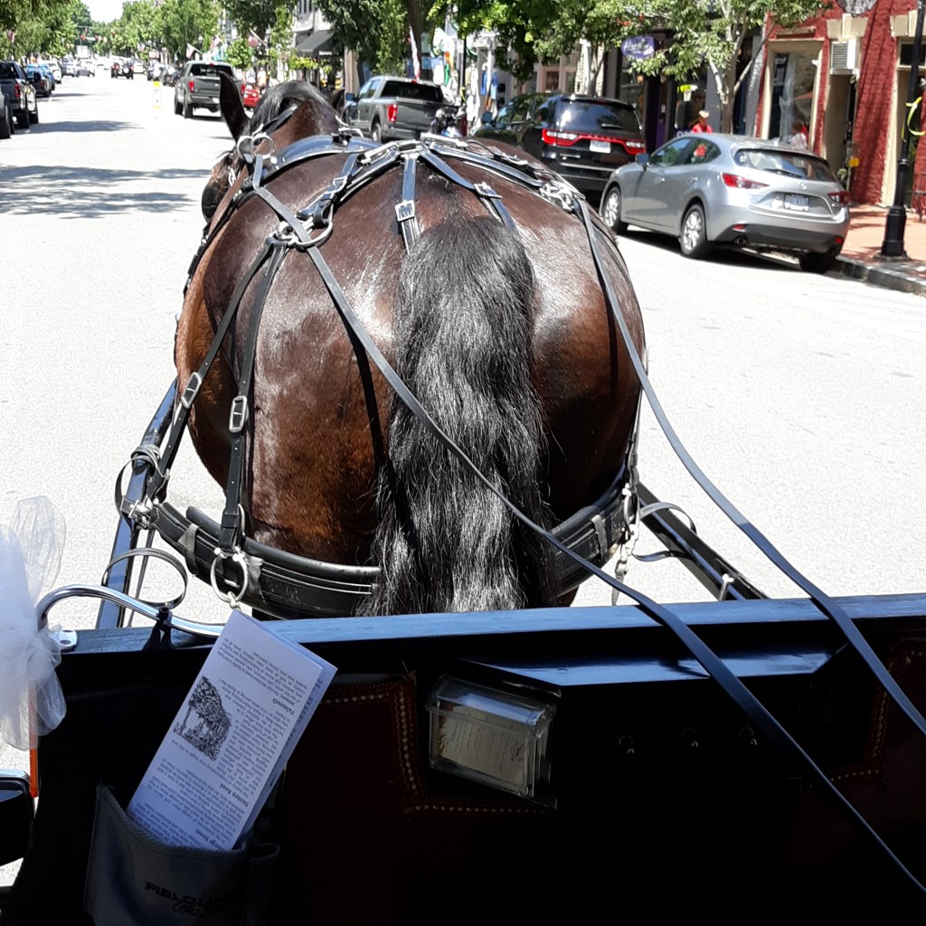 View of the back of the horse from the carriage. He's very wide!